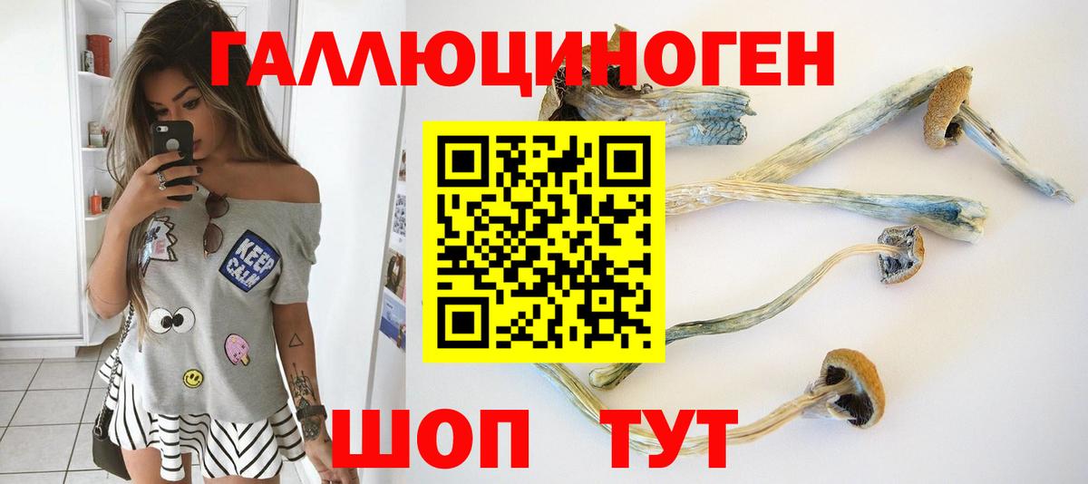 Псилоцибиновые грибы Psilocybe Кемерово